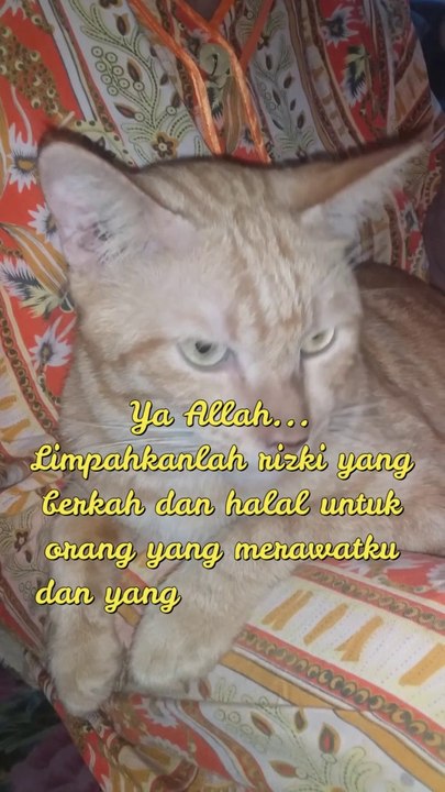 Orange cat praying