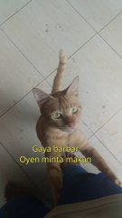 Orange cat asks for food