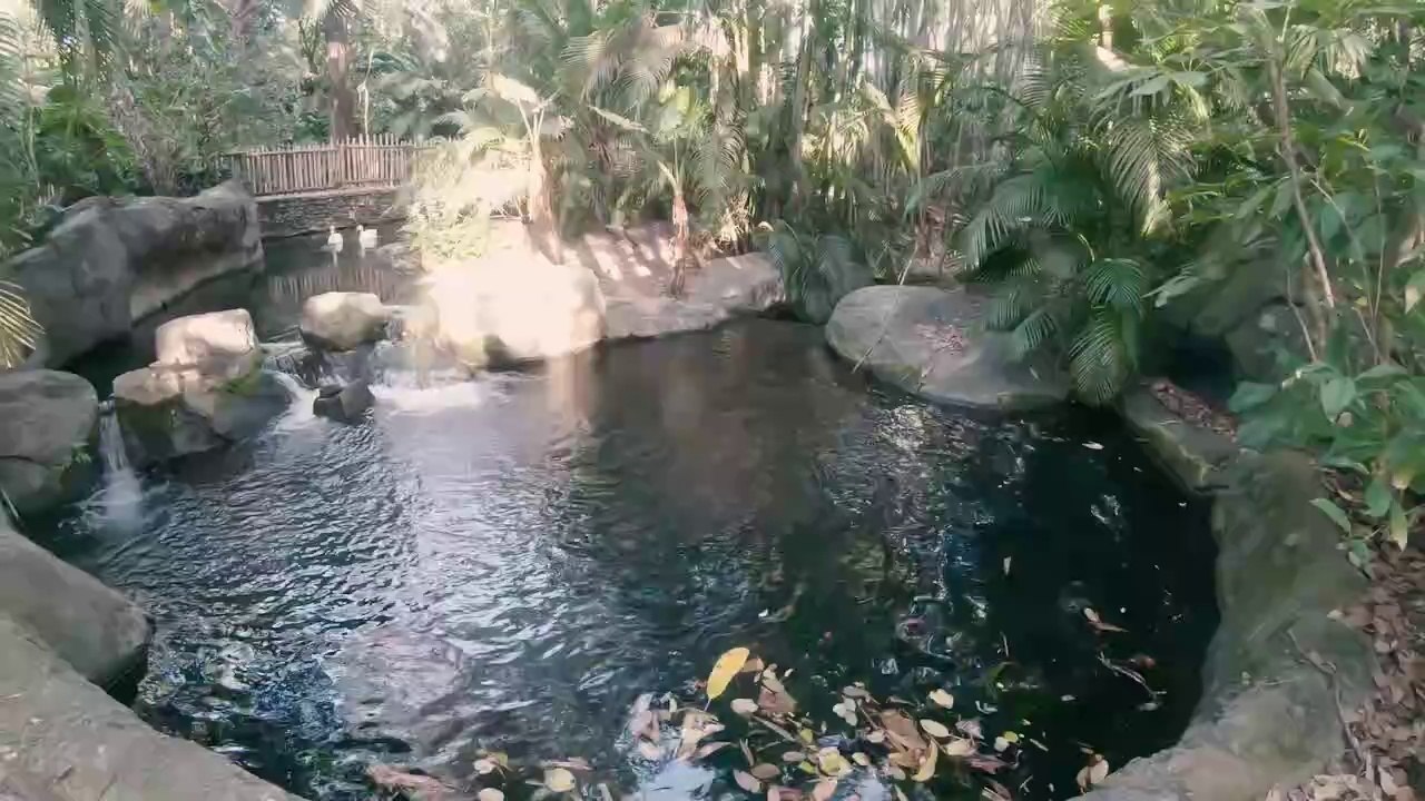 Full Walking Tour of Disney's Animal Kingdom Theme Park (Orlando, FL) - GoPro Walking Tour