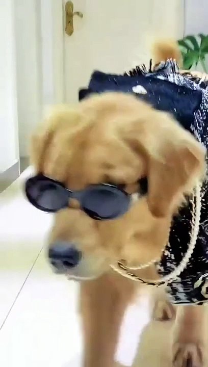Funny Cute Dog ❤️