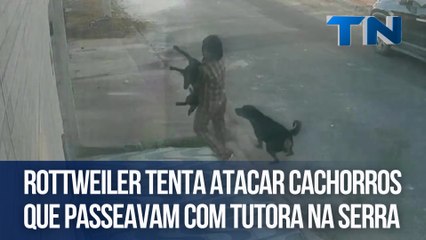 Rottweiler tenta atacar cachorros que passeavam com tutora na Serra