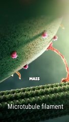 Un nanocamion qui transporte les élements essentiels au bon fonctionnement de ton organisme