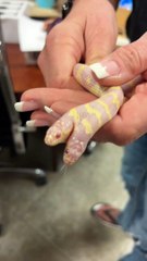 Ever seen a two headed snake ?...