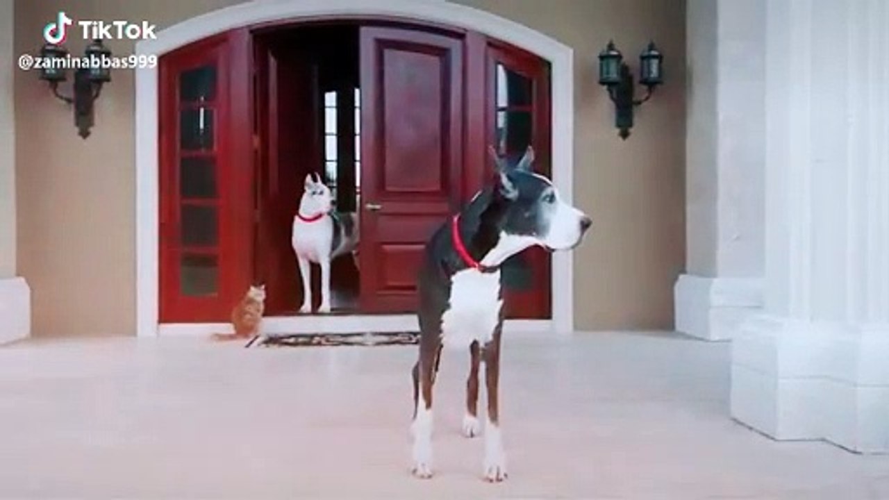 two big dog video