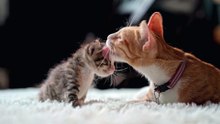 Cats are the most mysterious creatures watch this amazing 30 seconds of feline elegance and curiosity