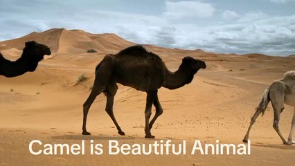 "Majestic Camels: Kings of the Desert"