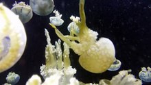 The hidden world of mesmerizing sea creatures 30 seconds underwater