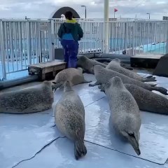 Baby seals