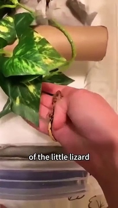 A Small lized Hatched From the Egg