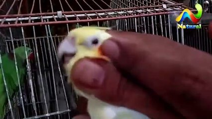 Cockatiel Parrot Male Female Pehchan _  Cocktail Male Female Difference Urdu_Hindi(360P)