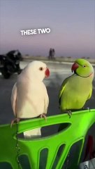 These Two Parrots Are On A Date Togather 