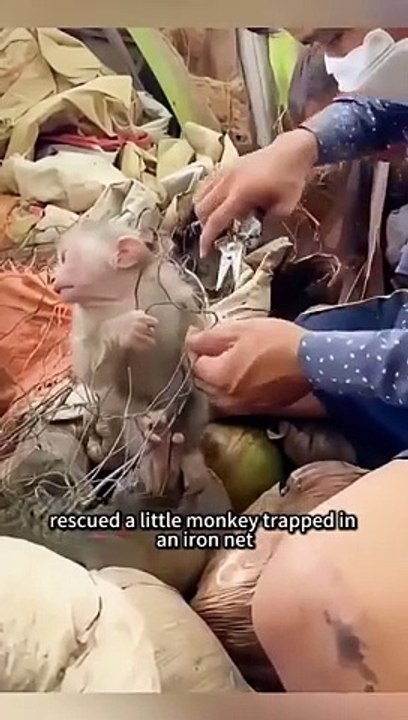 The little monkey already considers him as family