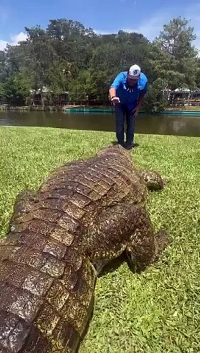Lyle_the_Nile_Crocodile_coming_in_hot!!!_#gatorland_#crocodile_#