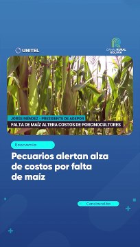 Pecuarios alertan alza de costos por falta de maíz