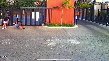 Cachorro da raça American Bully ataca cinco pessoas em condomínio no interior da Bahia