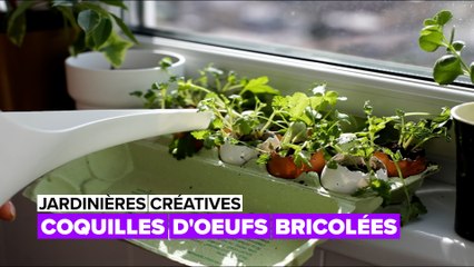 Jardinières créatives : les coquilles d'œuf