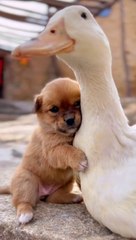 Duck and puppy love with each other, duck pick puppy and enjoying