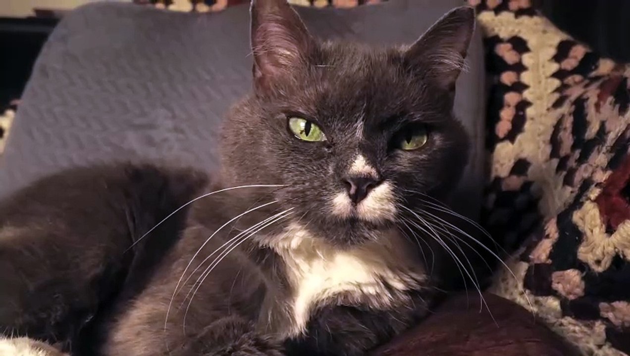 CATNADO Movie