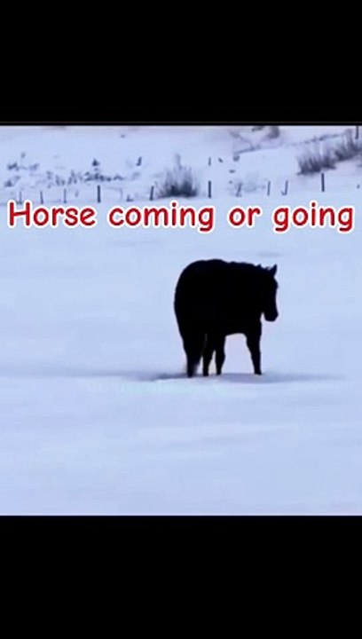 Snow horse