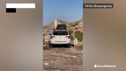 Mountain goats stomp on car in Colorado