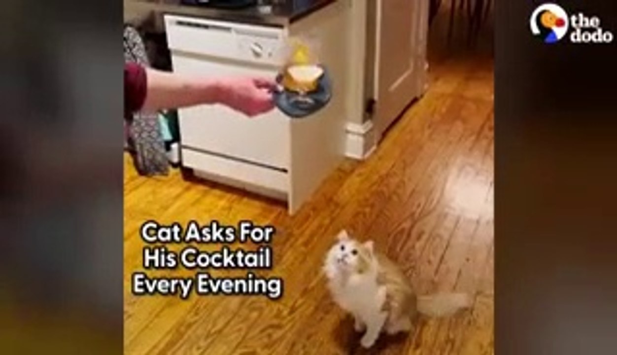 cat_asks_for_his_coc...4_7597