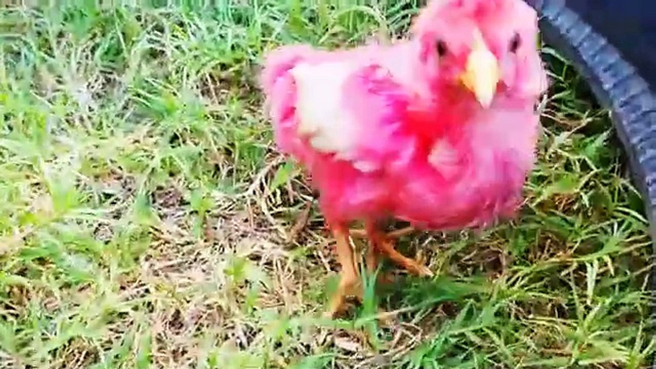 Colurful hen baby/cute hen baby/baby cute