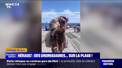 Dans l'Hérault, des dromadaires se promènent sur les plages pour une opération ramassage de déchets