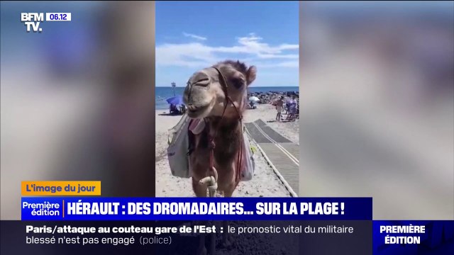 Dans l'Hérault, des dromadaires se promènent sur les plages pour une opération ramassage de déchets