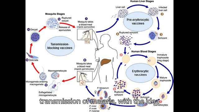 Children receive first doses of new malaria vaccine, hailed as major milestone