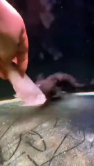 How hungry is this fish? It eats a fish that is almost as big as itself.
