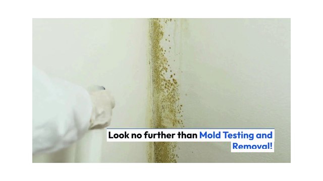 Mold testing and mold removal