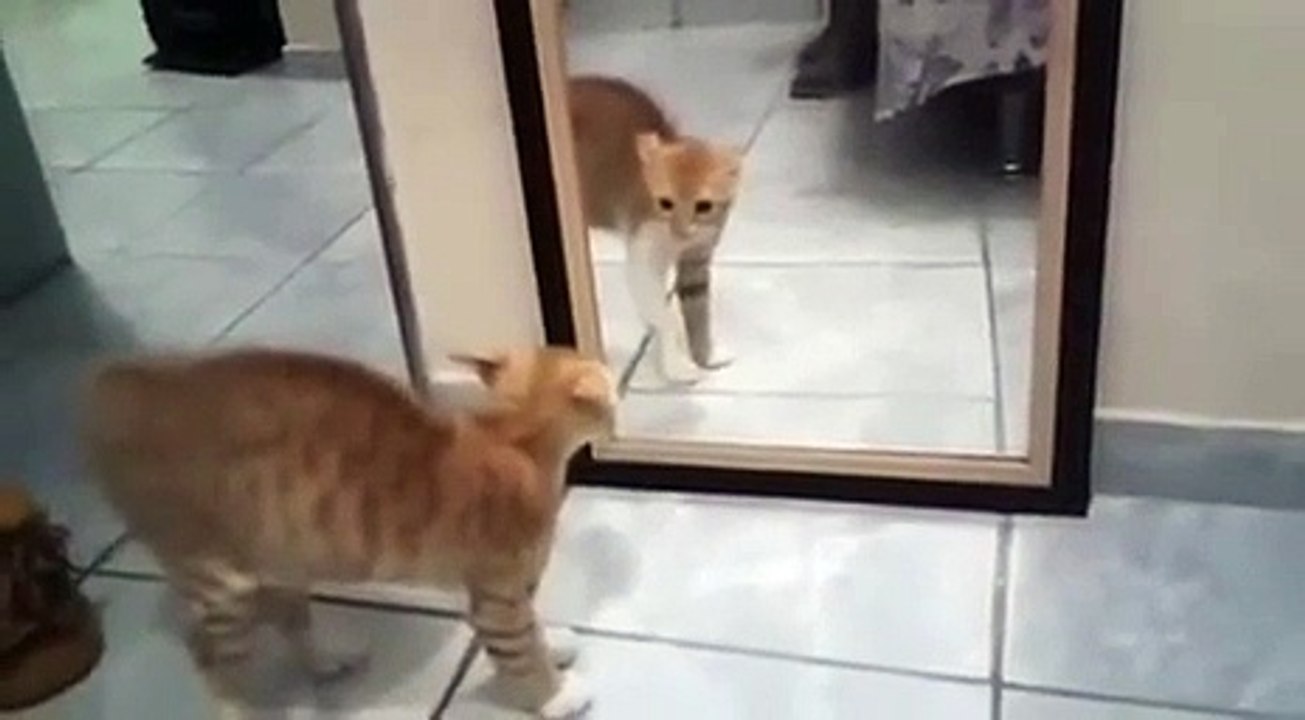 Cat and the mirror