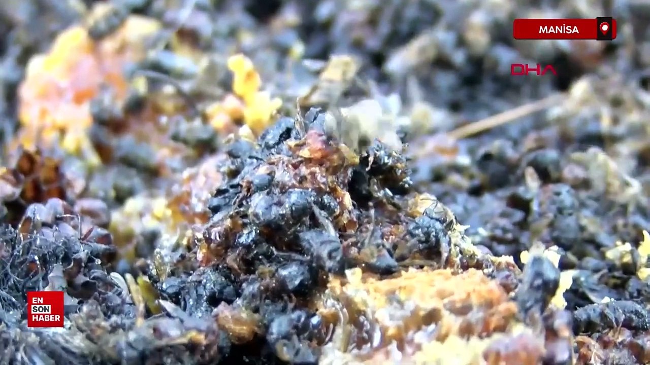 Manisa Soma'da orman yangını