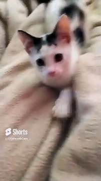 Pernanca, Mi Gato Blanco con Manchas Negras, Jugando en la Cama ️ _ Felino Juguetón