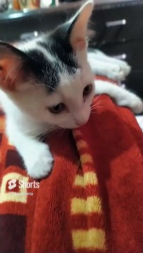 ️ Mi Gato Pernanca en la Cama Jugando _ Felino Blanco con Manchas Negras y Muy Juguetón #Shorts