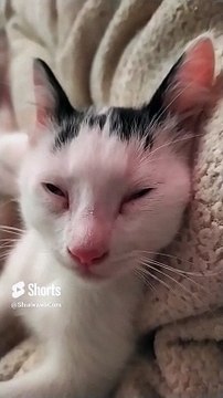 Mi Gato Pernanca Juega en la Cama ️ _ Felino Blanco con Manchas Negras ❤️