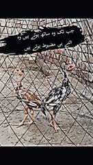 Birds video for aseel murga