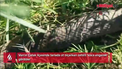 Türkiye'nin en zehirli yılan türü! Ot biçen vatandaşa saldırdı
