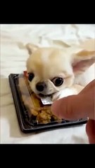 Non-Stop Fun: The Best of Funny Cats, Dogs, and More!