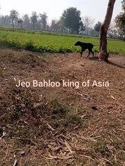 Pakistani Pure Bolly Dog