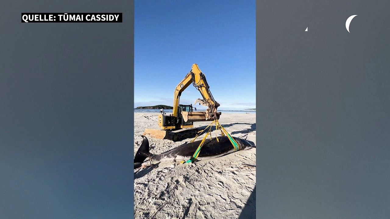 Das ist der wohl seltenste Wal der Welt