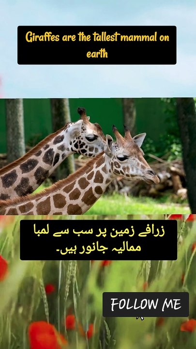 Facts Giraffes | viral | trending | Facts in urdu | Facts in english | animal lovers