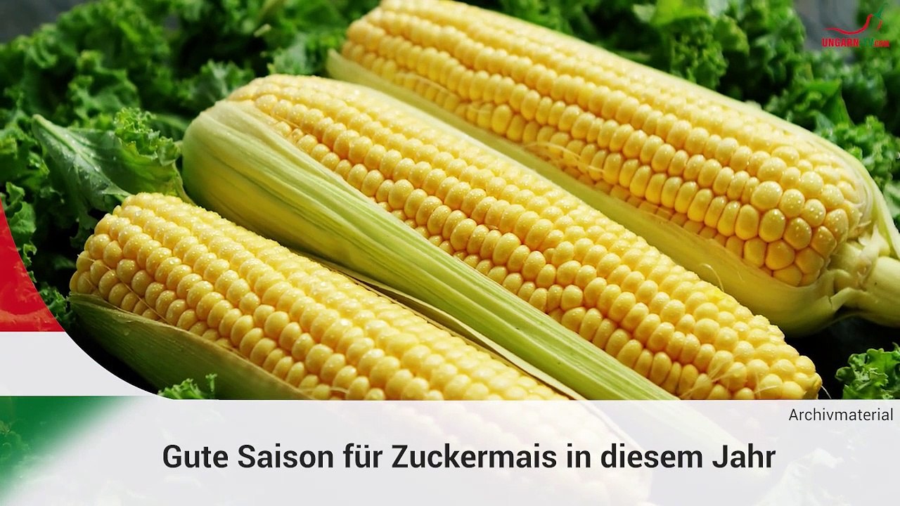 Kurznachrichten aus Ungarn am 16.07.2024