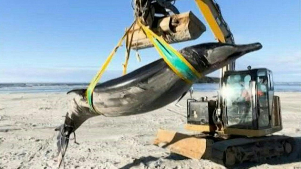 Extrem seltener Wal in Neuseeland angespült