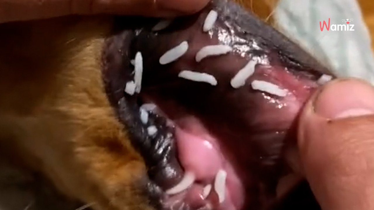 Owner shares vet recommendation for bloat: Viewers shocked by what they see