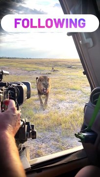 Lion King Charges at Safari Tourists: A Wild Encounter!