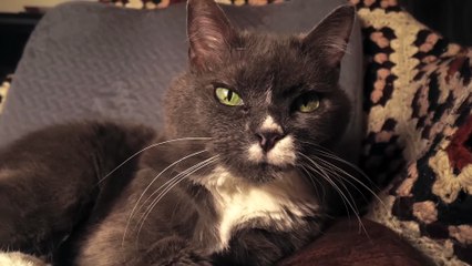 Catnado - Hilarious Cat Tornado Movie Trailer 🐱🌪️