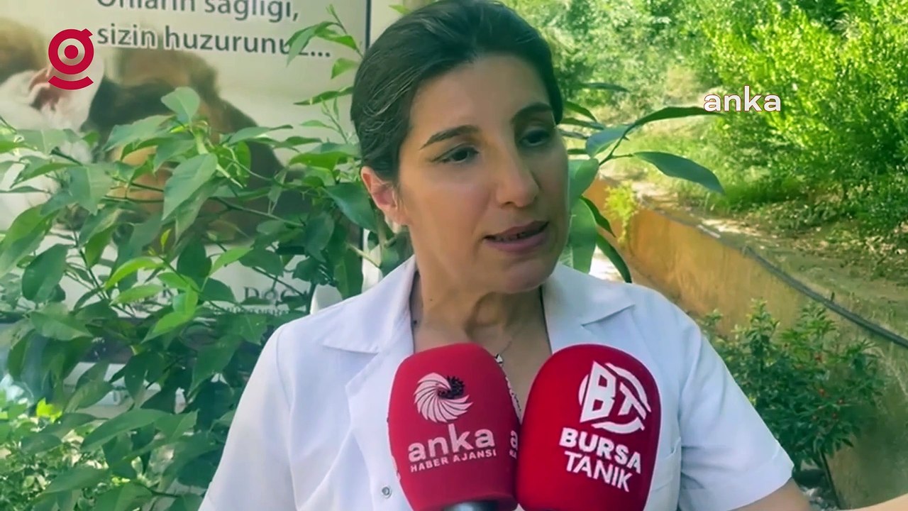 Türk Veteriner Hekimleri Birliği Merkez Konseyi Üyesi Melike Baysal: "Ötanaziyi hiçbir koşulda kabul etmeyeceğiz. Birçok meslektaşımız istifayı göze aldığını bildirdi"