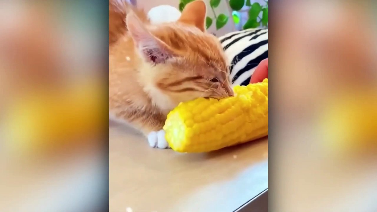 Best Animal Videos _ Funny Cats and Dogs _ Cats Funny Videos