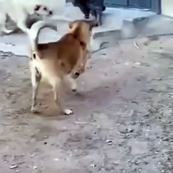 cat fighting dog